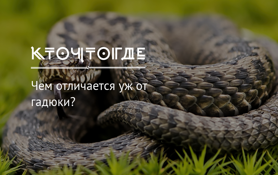 Различия гадюки и ужа 3 класс. Отличие ужа от гадюки. Водяной уж и гадюка отличия. Как отличить гадюку от ужа. Водяной уж отличие от гадюки.