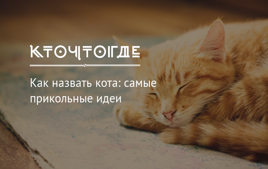 Зову кота. Как назвать кота. Как назвать своего котика. Как можно назвать котов. Как назвать котейку.