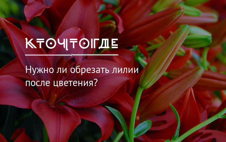 Лилии после цветения что делать дальше. Лилия отцвела. Надо ли обрезать лилии после цветения. Лилии после цветения. Когда срезать лилии.