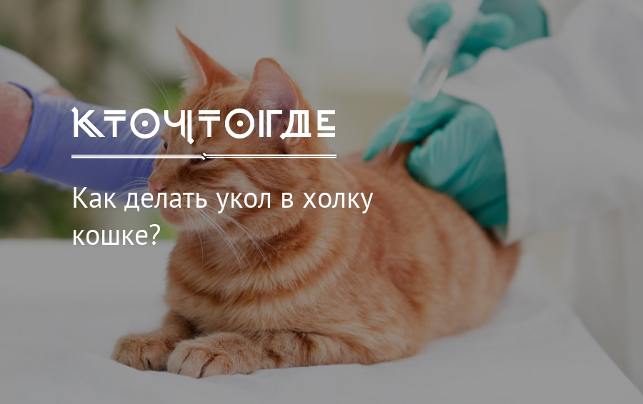 Ставь кошку. Уколы кошке в холку холку. Укол кошке в холку где холка?. Как делать укол кошке в холку видео правильно. Укол кошке в холку мелодексои.